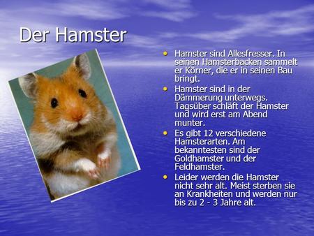 Der Hamster Hamster sind Allesfresser. In seinen Hamsterbacken sammelt er Körner, die er in seinen Bau bringt. Hamster sind in der Dämmerung unterwegs.
