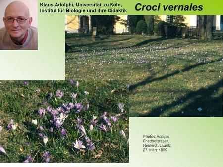 Croci vernales Photos: Adolphi; Friedhofsrasen, Neukirch/Lausitz,