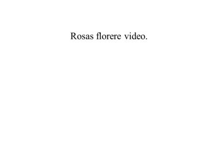 Rosas florere video. Übersetzung (wörtlich)?.