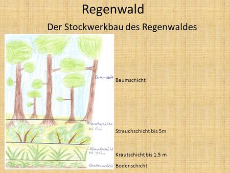 Der Stockwerkbau des Regenwaldes