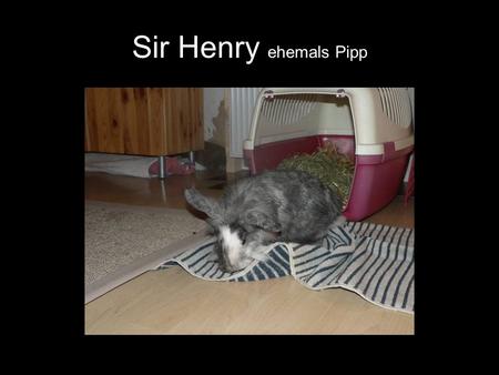 Sir Henry ehemals Pipp. Liebes Team vom Tierheim Lingen, am Samstagnachmittag holten Tanja & Frank mich bei Euch ab. Hier komme ich gerade nach ein stündiger.