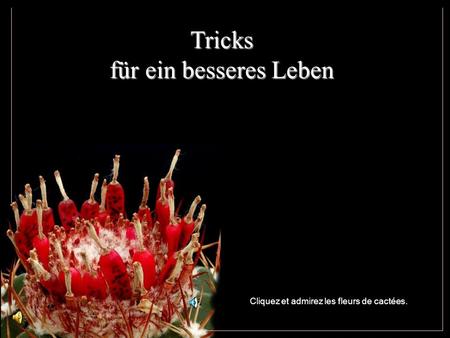 Tricks für ein besseres Leben Cliquez et admirez les fleurs de cactées.