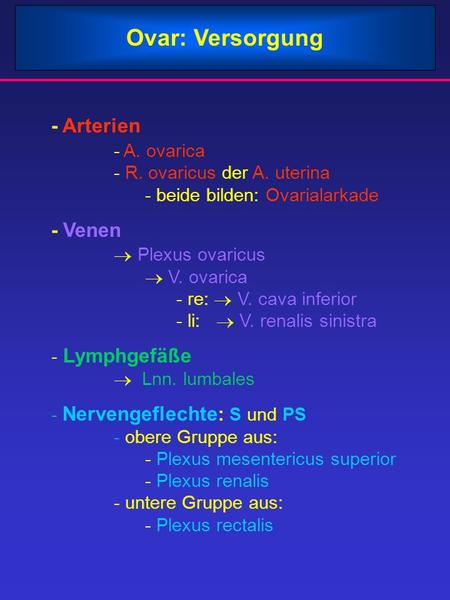 Ovar: Versorgung - Arterien		 		- A. ovarica 		- R. ovaricus der A. uterina 			- beide bilden: Ovarialarkade - Venen 		 		 Plexus ovaricus 			 V. ovarica.