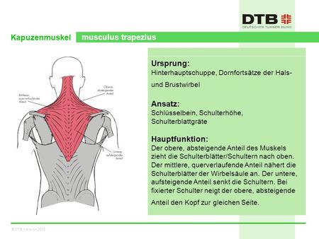 Kapuzenmuskel musculus trapezius Ursprung: Ansatz: Hauptfunktion: