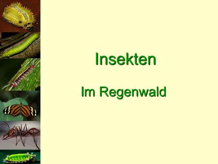 Insekten Im Regenwald.