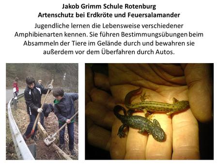 Jugendliche lernen die Lebensweise verschiedener Amphibienarten kennen