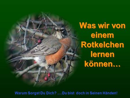 Was wir von einem Rotkelchen lernen können…