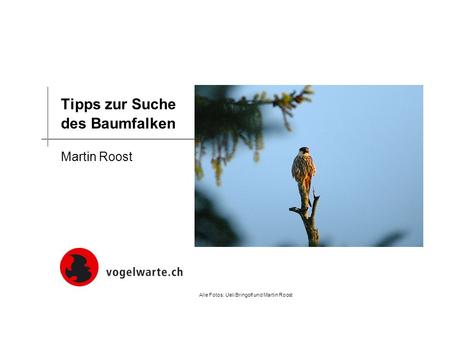 Tipps zur Suche des Baumfalken Martin Roost Alle Fotos: Ueli Bringolf und Martin Roost.