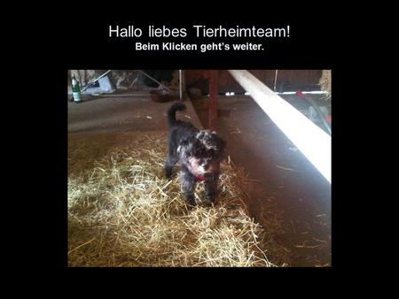 Hallo liebes Tierheimteam! Beim Klicken gehts weiter.