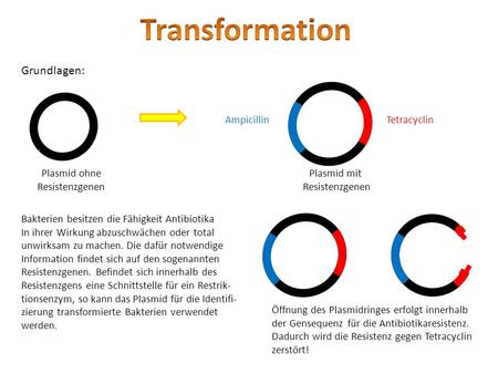 Transformation Grundlagen: Ampicillin Tetracyclin