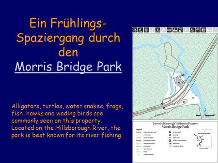 Ein Frühlings- Spaziergang durch den Morris Bridge Park Alligators, turtles, water snakes, frogs, fish, hawks and wading birds are commonly seen on this.