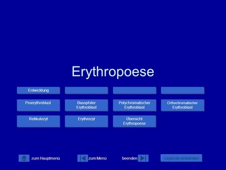 Erythropoese Entwicklung Proerythroblast Basophiler Erythroblast
