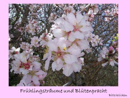 Frühlingsträume und Blütenpracht