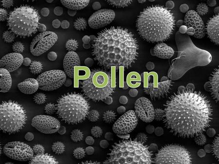 Pollen Pollen.