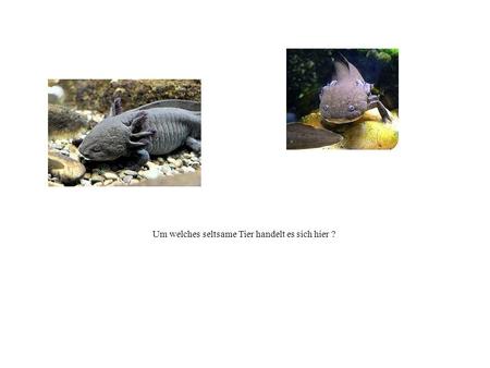 Um welches seltsame Tier handelt es sich hier ?
