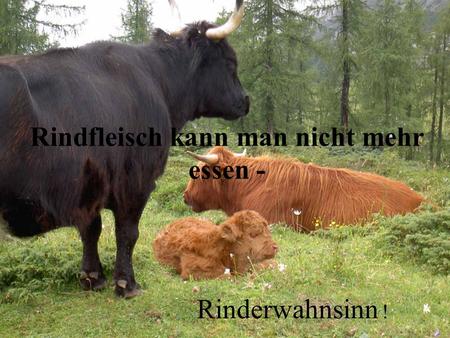 Rindfleisch kann man nicht mehr essen -