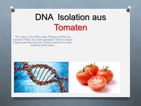 DNA Isolation aus Tomaten