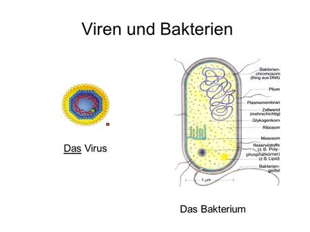 Viren und Bakterien Das Virus Das Bakterium.