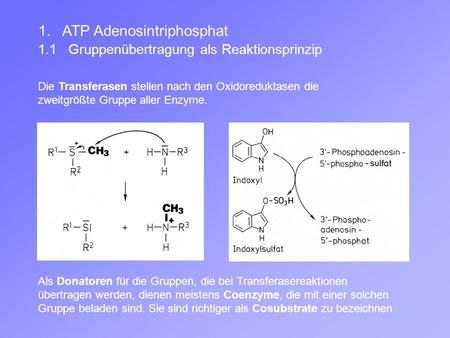 1. ATP Adenosintriphosphat