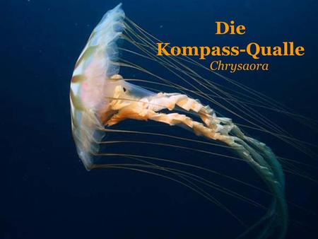 Die Kompass-Qualle Chrysaora.