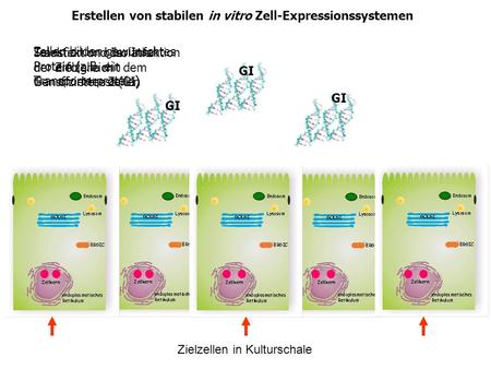 Erstellen von stabilen in vitro Zell-Expressionssystemen