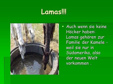 Lamas!!! Auch wenn sie keine Höcker haben: Lamas gehören zur Familie der Kamele - weil sie nur in Südamerika, also der neuen Welt vorkommen .