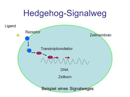 Beispiel eines Signalweges