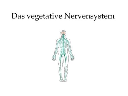 Das vegetative Nervensystem