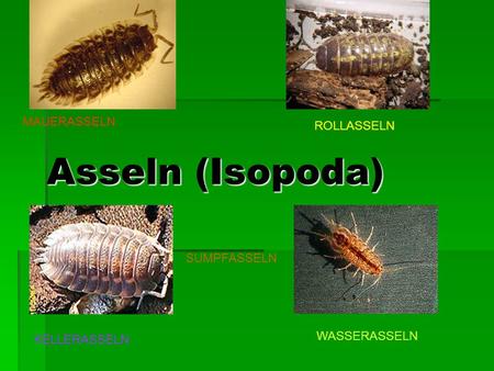 Asseln (Isopoda) MAUERASSELN ROLLASSELN SUMPFASSELN WASSERASSELN