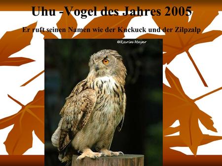 Uhu -Vogel des Jahres 2005 Er ruft seinen Namen wie der Kuckuck und der Zilpzalp.