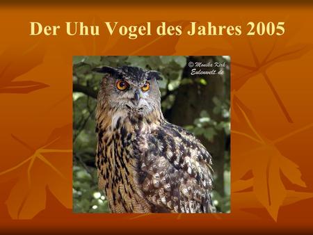 Der Uhu Vogel des Jahres 2005. Kennzeichen Mit 60 - 75 cm Größe und einer Spannweite von 160 - 170 cm ist der Uhu die größte europäische Eule. Er ist.