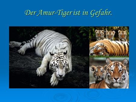 Der Amur-Tiger ist in Gefahr.