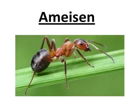Ameisen.