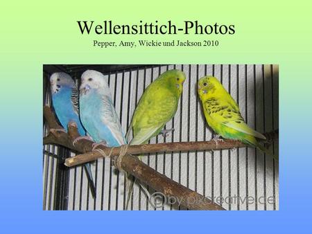 Wellensittich-Photos Pepper, Amy, Wickie und Jackson 2010
