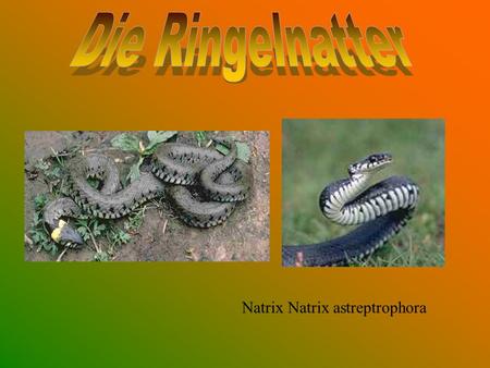 Die Ringelnatter Natrix Natrix astreptrophora.