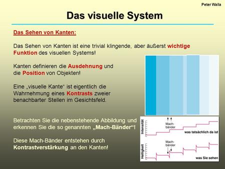 Das visuelle System Das Sehen von Kanten:
