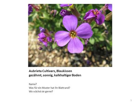 Aubrieta Cultivars, Blaukissen gezähmt, sonnig, kalkhaltiger Boden