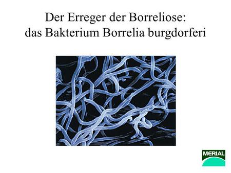 Der Erreger der Borreliose: das Bakterium Borrelia burgdorferi
