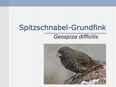 Spitzschnabel-Grundfink