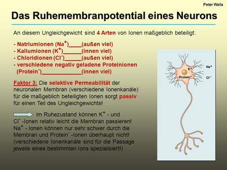 Das Ruhemembranpotential eines Neurons
