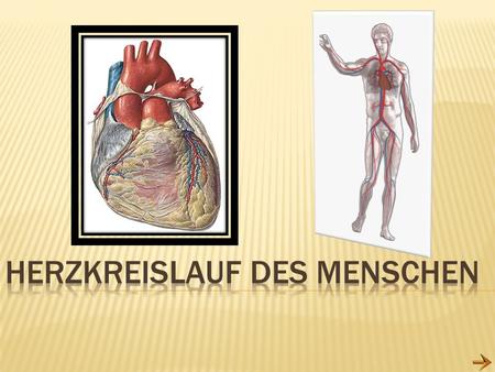 Herzkreislauf des Menschen