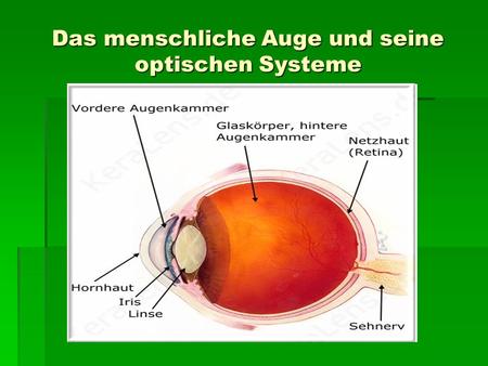 Das menschliche Auge und seine optischen Systeme