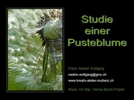Studie einer Pusteblume Fotos: Nadine Wolfgang
