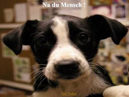 Text: Volker Na du Mensch ! Text: Volker Hier bin ich: Dein Hund.