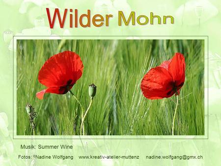 Wilder Mohn Musik: Summer Wine