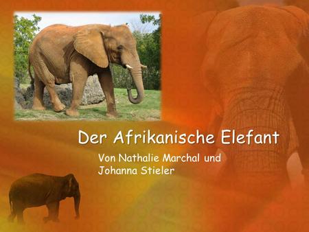 Der Afrikanische Elefant