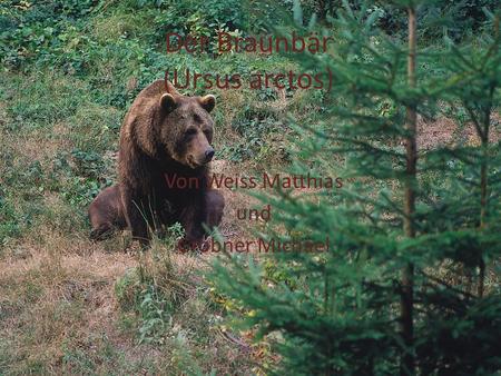 Der Braunbär (Ursus arctos)