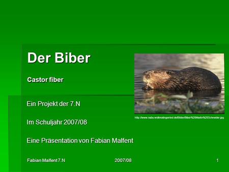 Der Biber Castor fiber Ein Projekt der 7.N Im Schuljahr 2007/08