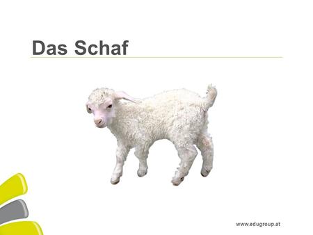 Das Schaf.