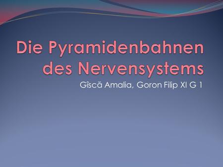 Die Pyramidenbahnen des Nervensystems